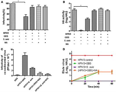 The Sialic Acid Binding Activity of Human Parainfluenza Virus 3 and Mumps Virus Glycoproteins Enhances the Adherence of Group B Streptococci to HEp-2 Cells